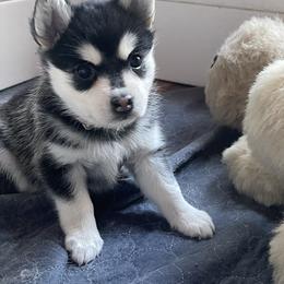 Bitsy - Black and white female Pomsky puppy in Diamond Lake, Washington from Husky Haven WA