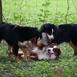 Miniature American Shepherd All Grown Up from Down Home Aussies