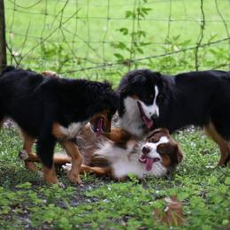 Miniature American Shepherd All Grown Up from Down Home Aussies