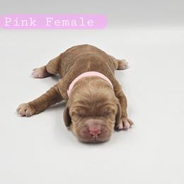 Pink Female - Red and white female Cockapoo puppy in Mocksville, North Carolina from Hunting Creek Farms
