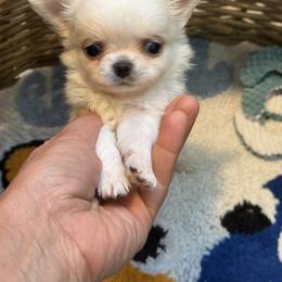 Chihuahuas from Chihuahuas manzanita
