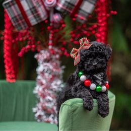 Madame Adelaide - Black and white female Cockapoo puppy in Deming, Washington from Heavenly Puppies to Love