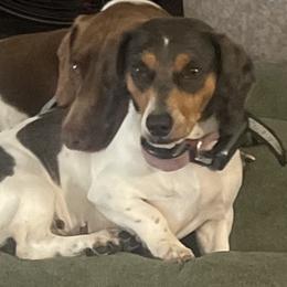 Dachshunds, Labradoodles, and Labrador Retrievers from Muddy Bay Kennels