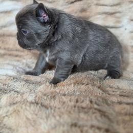 Lavender - Blue female French Bulldog puppy in Alexander City, Alabama from Lake Martin Fancy Frenchies