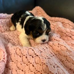 Jewels - Tri-color female Cavalier King Charles Spaniel puppy in Athens, Georgia from Sandy Cross Kennels