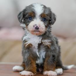 Maverick - Merle male Bernedoodle puppy in Dundee, Ohio from Down Home Doodle
