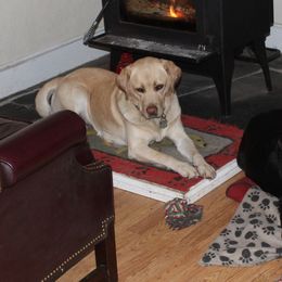 Olive - Labrador Retriever