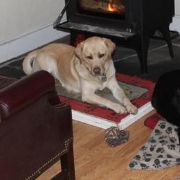 Olive - Labrador Retriever