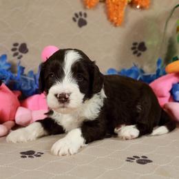 Zeus - Black and white male Aussiedoodle puppy in Colonial Beach, Virginia from Bristol Mine Kennels