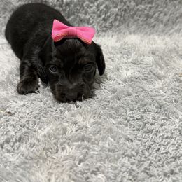 Vixey - Black and cream female Dachshund puppy in Mansfield, Missouri from Owens Farm