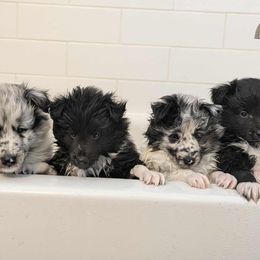 Shetland Sheepdog puppies from Alinost