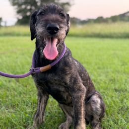 Joyce - Pepper and salt female Giant Schnauzer puppy in Goodrich, Texas from Silver Creek Giant Schnauzers