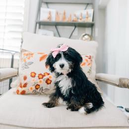 Michelle - Tri-color female Bernedoodle puppy in Murray, Utah from Sun Valley Doodles