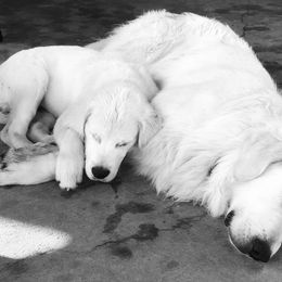 Golden Retriever Puppies from Coconut Cream Goldens