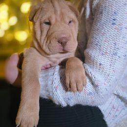 Nala - green collar - Red fawn female Chinese Shar-Pei puppy in Rome, Pennsylvania from Maynard Hills Chinese Sharpeis