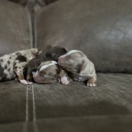 Toy Australian Shepherd Puppies from Rafter 7E Aussies