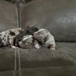 Toy Australian Shepherd Puppies from Rafter 7E Aussies
