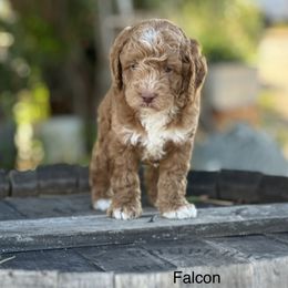 Australian Labradoodle Puppies from Sierra Skye Labradoodles
