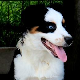 Giselle - Miniature Australian Shepherd
