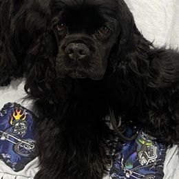 Cocker Spaniels and Pomeranians from Hidden Valley Pomeranians & Cocker Spaniels