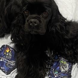 Cocker Spaniels and Pomeranians from Hidden Valley Pomeranians & Cocker Spaniels