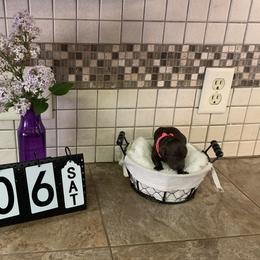 Goldendoodle Puppies from Sturgeon River Doodles