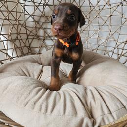 Aurora (orange) - Red and rust female Doberman Pinscher puppy in Hamilton, Ohio from Little Dragon Dobermans