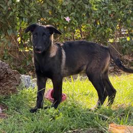 Tanz - Fawn sable male Belgian Malinois puppy in Chino, California from BlueStone K9