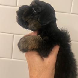 Cooper - Black and silver male Miniature Schnauzer puppy in Grayson, Kentucky from Seventh Heaven Schnauzers