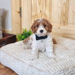 F1B Meet Winston :) - Blenheim male Cavapoo puppy in Centerville, Iowa from Barnyard Dachshunds, Dals & Doodles