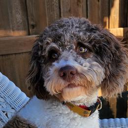 Shine shine - Bernedoodle