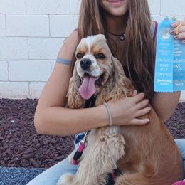 Cockapoos, Cocker Spaniels, and Poodles from The Cocker Cingdom