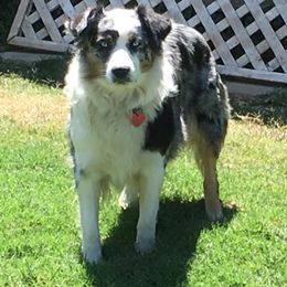 Stella - Australian Shepherd