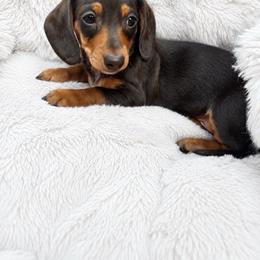 Milo - Chocolate and tan male Dachshund puppy in Boston, Massachusetts from London’s puppies