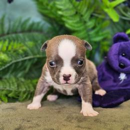 Fern- Pet Home Available - Blue female American Bully puppy in Mobile, Alabama from Laser Elite Bullies