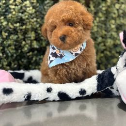 Nacho - Red male Maltipoo puppy in San Diego, California from Maltipoos SD