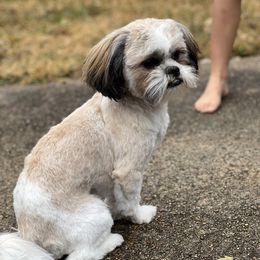 Jellybean - Shih Tzu