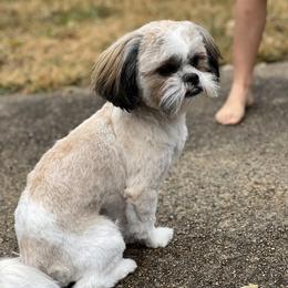 Jellybean - Shih Tzu