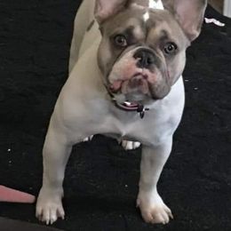 French Bulldog Puppies from PHP's Starbulls