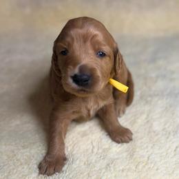 Caramel - Red  female Goldendoodle puppy in Summerville, South Carolina from Pawmazing Doodles