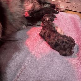 Miniature Australian Shepherd and Toy Australian Shepherd Puppies from Cherry Grove Kennel