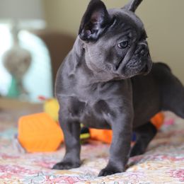 French Bulldog Puppies from Moss Frenchie's Home