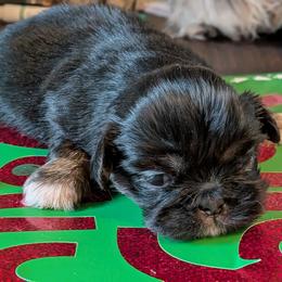 Boy 1 - Black and tan male Pekingese puppy in Crown City, Ohio from Amy’s Lil Pekingese