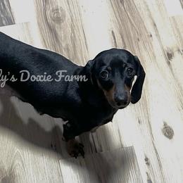 Olive - Dachshund