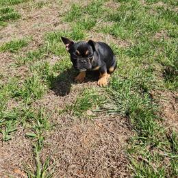 Puppy 1 - Black and tan male French Bulldog puppy in Eden Nc, North Carolina from Clearview boxers