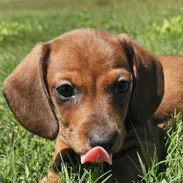 Dachshunds from Duke's Doxie's