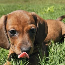 Dachshunds from Duke's Doxie's