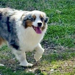 Miniature American Shepherds and Toy Australian Shepherds from Opal Creek Acres