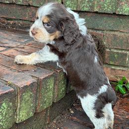 Fiesta (turquoise collar) - Tri-Roan female English Springer Spaniel puppy in Statesville, North Carolina from Rockin’ Slow Farms