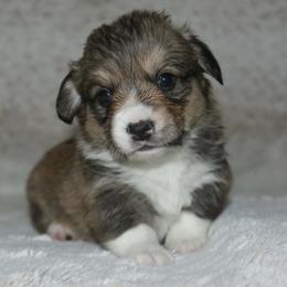 Victory - Sable female Pembroke Welsh Corgi puppy in Washington from Castle View Royal Rumps